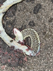 Thamnophis sirtalis