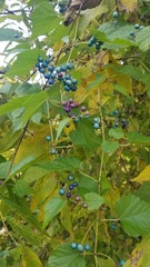 Ampelopsis glandulosa