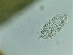 Ciliophora