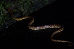 Pantherophis guttatus