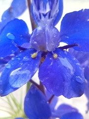 Delphinium consolida