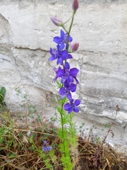 Delphinium consolida