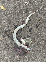 Thamnophis sirtalis