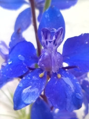 Delphinium consolida