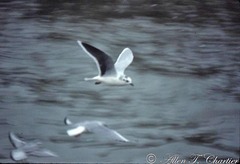 Hydrocoloeus minutus