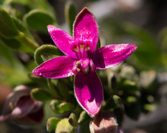 Krameria cistoidea