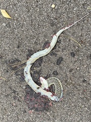 Thamnophis sirtalis