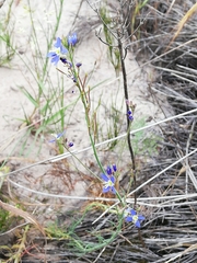 Heliophila adpressa
