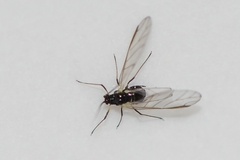 Aphididae