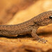 Common Dwarf Gecko - Photo (c) Rudolph Steenkamp, some rights reserved (CC BY-NC), uploaded by Rudolph Steenkamp