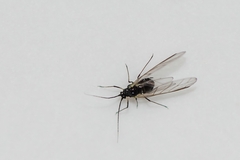 Aphididae