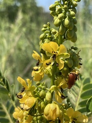 Cassiinae