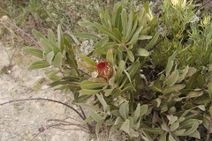 Protea lorifolia