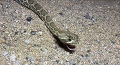 Crotalus scutulatus