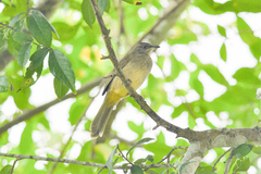 Pycnonotus conradi