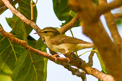 Phylloscopus