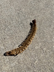 Scolopendra polymorpha