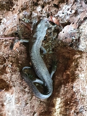 Triturus carnifex