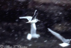 Hydrocoloeus minutus