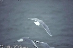 Hydrocoloeus minutus