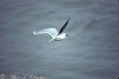 Hydrocoloeus minutus