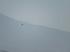 Gallinago gallinago