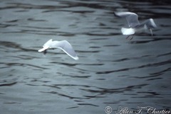 Hydrocoloeus minutus