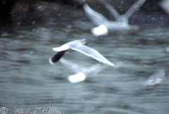 Hydrocoloeus minutus