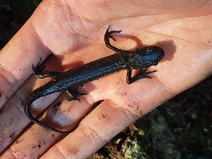 Triturus carnifex