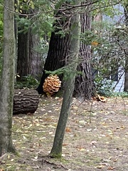 Laetiporus sulphureus
