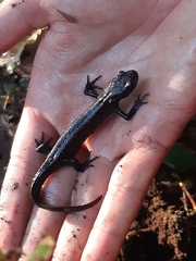 Triturus carnifex