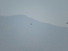 Gallinago gallinago