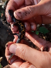 Triturus carnifex