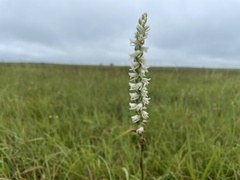 Spiranthes vernalis