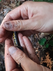 Triturus carnifex