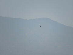 Gallinago gallinago