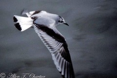 Hydrocoloeus minutus