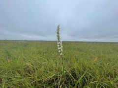 Spiranthes vernalis