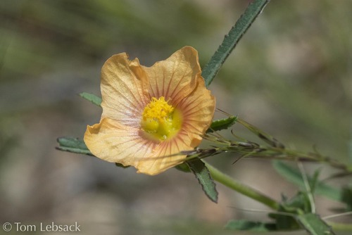 Sida neomexicana