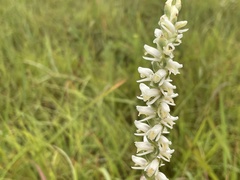 Spiranthes vernalis