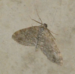 Lobophora halterata