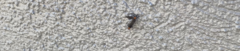 Plecia nearctica