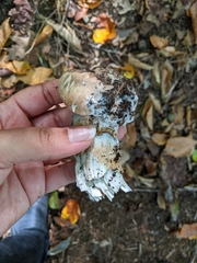 Tricholoma caligatum