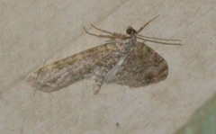 Lobophora halterata