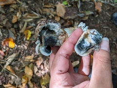 Tricholoma caligatum