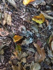Tricholoma caligatum