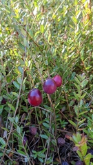 Vaccinium macrocarpon