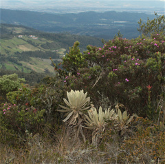 Espeletia