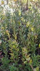 Vaccinium macrocarpon