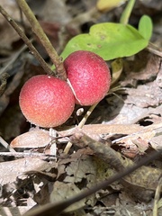 Disholcaspis globosa